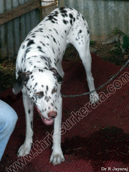 Mannuthy-Thrissur-Dog-Show-2011 (4)